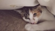 Cat's hide and seek にゃんこのかくれんぼ