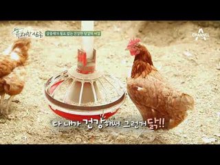 살충제가 필요 없는 건강한 달걀의 비결! #조류독감NO #면역력짱