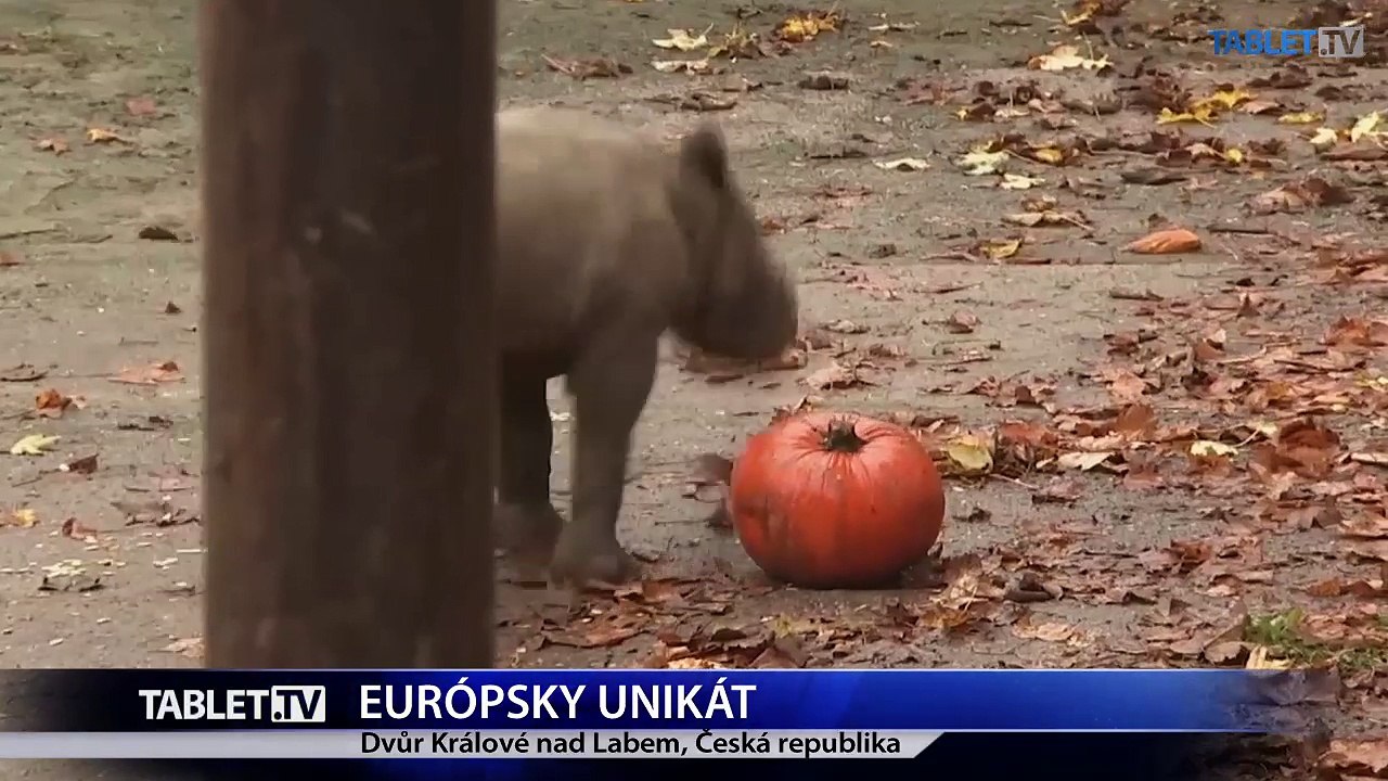 EUROPSKY UNIKAT