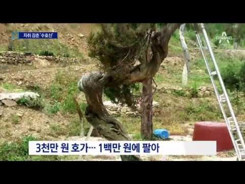 돈 때문에 감쪽같이 사라진 ‘마을 수호신’ 나무