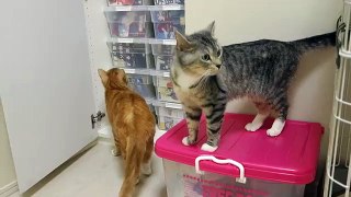 厳選猫動画　- selected cats movie -