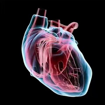 Scientists create human organs from animal organs