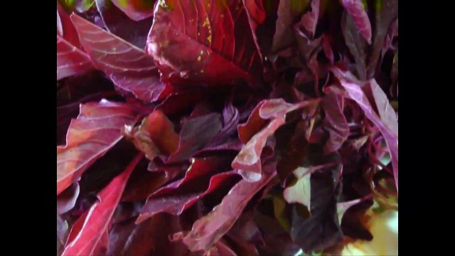 Benefits Of Amaranth Leaves Chaulai