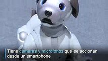Aibo, el perro robot dotado de inteligencia artificial  El Espectador