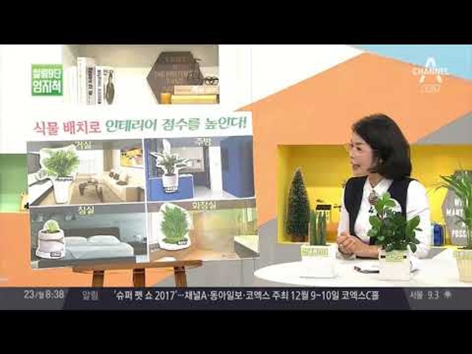 공기청정 효과도 보고 인테리어도 신경 쓰고! 반려식물에 딱! 맞는 배치법