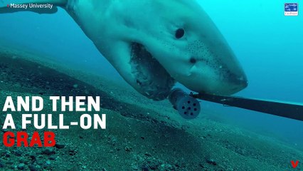 Curious Great White Shark Plays With Underwater Camera