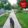 Sahibine güvenerek yürüyen köpek sürprizle karşılaştı