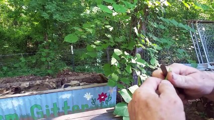How to Make a Cane/Bamboo Fishing Pole EASY DIY