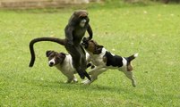 Cães Com Macacos e Macacadas Para Rir