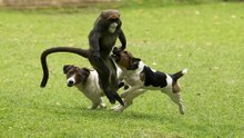Cães Com Macacos e Macacadas Para Rir