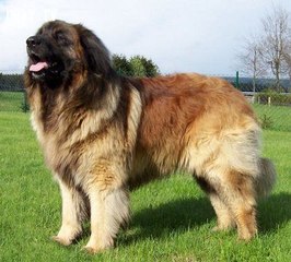 Leonberger dogs. One of the most expensive dogs in the world. They sell the price over 5,000$.
