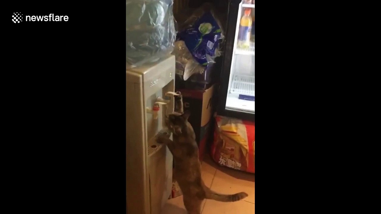 Canny cat operates lever to drink from machine