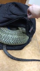 Regardez ce qui s'est glissé dans ce sac... Terrifiant