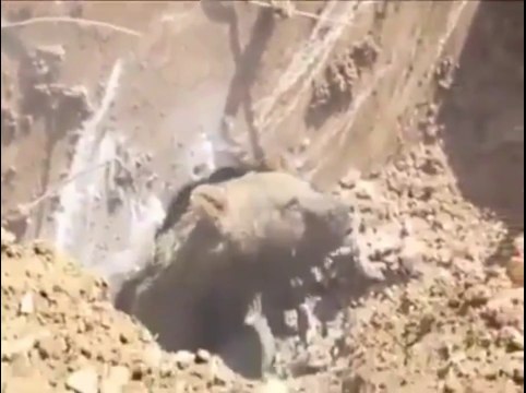 Creuser un trou et tomber.. sur la tanière d'un énorme ours brun !