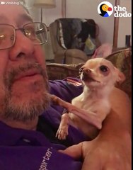 Ce Chihuahua demande des bisous avec sa petite patte !