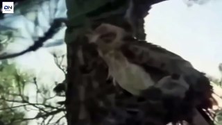 The Best Attacks Of Eagle and Animals Eagle vs Leopard, Komodo, Snake, Cobra 독수리와 동물의 최고의