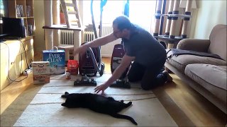 Vacuuming test Miele Blizzard CX1 Cat & Dog VS Miele C3 Complete Cat & Dog