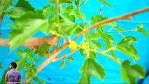 ऐसे पाए छोटे पौधों पे ढेरो फल / Air layered Mulberry Tree fruiting / Mammal Bonsai