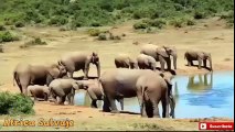 Increible Salto de Leopardo para Cazar Águila.Ataques de Animales