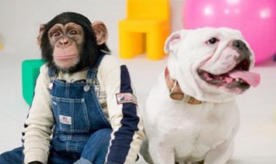 Excitante Passeio de Buldog Com Seu Dono