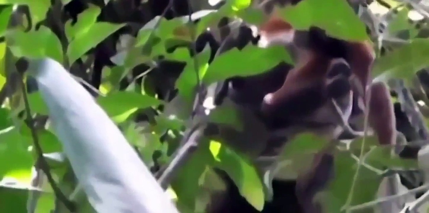 파이썬 먹는 원숭이 파이썬 공격 원숭이 뱀 원숭이를 먹고