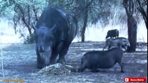 Rinoceronte vs Jabalí Sorprendente vs León.El Ataque Más Increíble de Animales Salvajes