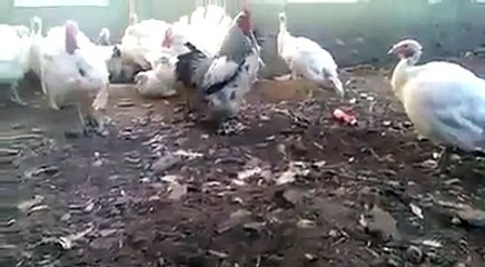 VID-20160115-WA0051