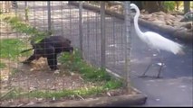 Cet aigle malicieux piège un oiseau en l’appâtant avec de la nourriture... Malin