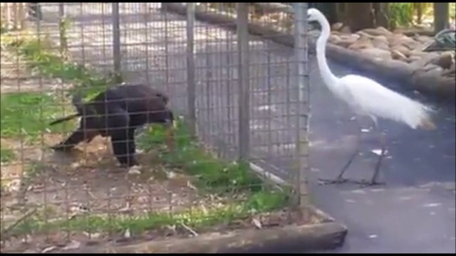 Cet aigle malicieux piège un oiseau en l’appâtant avec de la nourriture... Malin