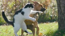 Cães e Gatos Em Cenas Nada Amistosas
