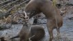 Deputies Free Agitated Deer Entangled in Each Other's Antlers