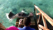 Une raie vient quémander à manger et des câlins aux touristes sur une rampe !