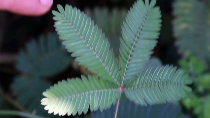 Connaissez-vous la Sensitive ? Cette plante timide qui n’aime pas trop qu’on la touche…