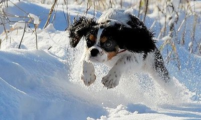 Espetaculares Cenas De Cães Na Neve