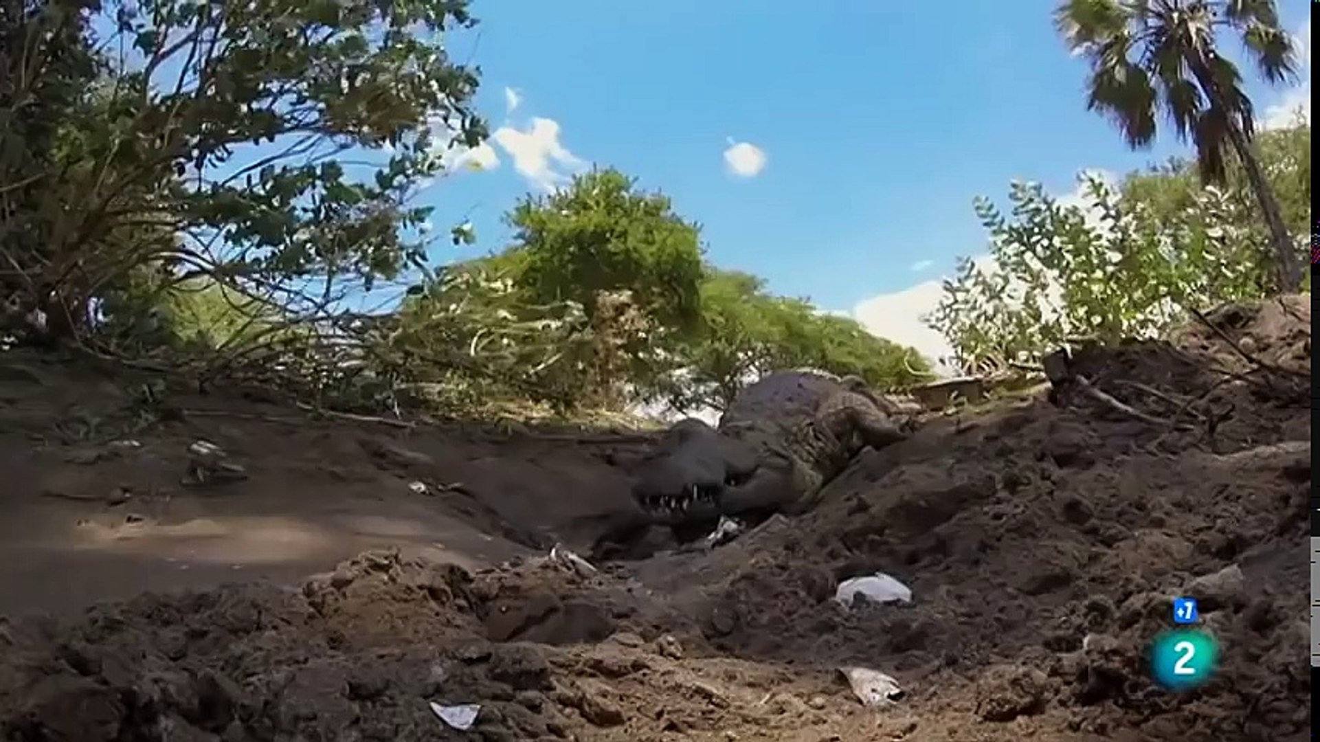Campo de batalla,Leones, Hipopotamos y Cocodrilos,