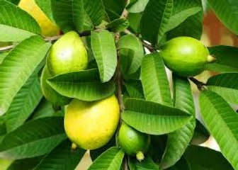 5 दिन में बाल झड़ना बिलकुल बंद अमरुद की पत्तियों से - Stop Hair Loss with Guava Leaves at Home