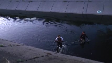 Anne Geyik ve Yavrusu Kurtarıldı