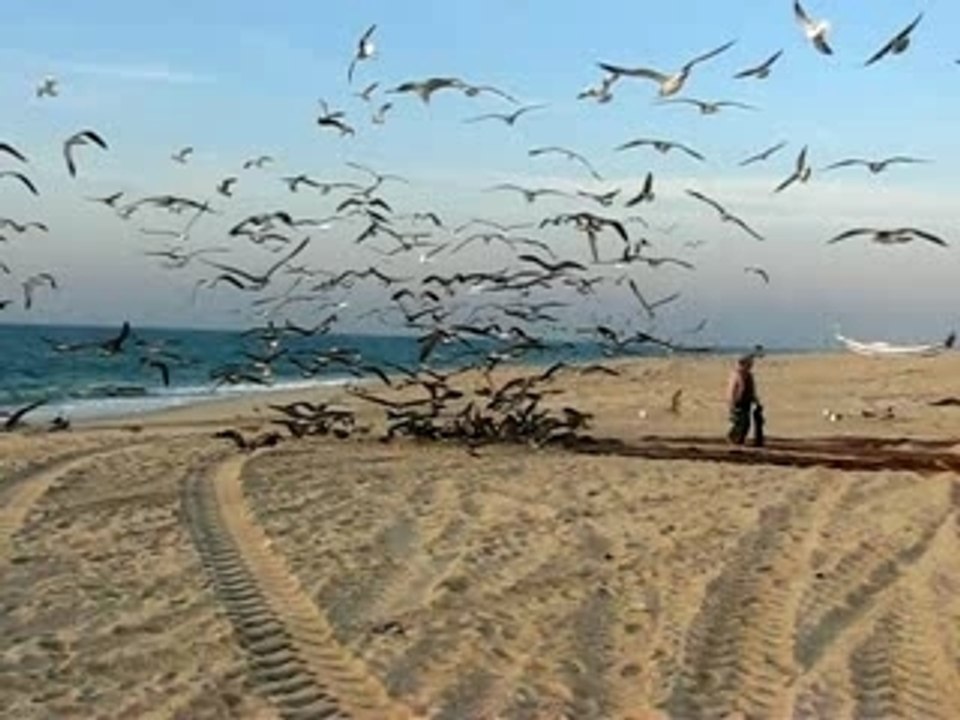 des centaines de goélands