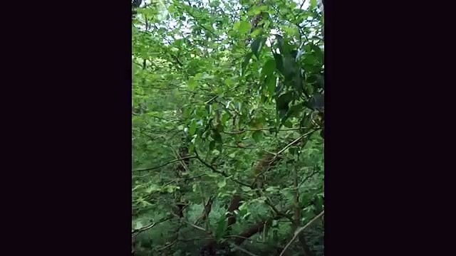 THE FORGOTTEN FAIRIES Documentary on real fairy / faery lore