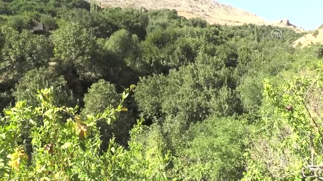 Kovuğunda Kaya Parçası Bulunan Ağaç İlgi Görüyor