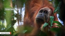 Researchers Discover A New Great Ape Species And It’s Already Threatened