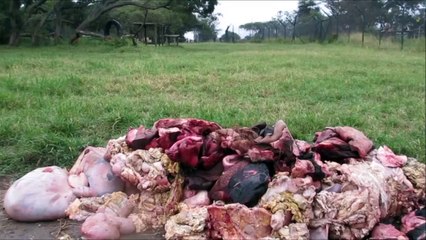 Des lions se jettent comme des fous sur un tas de viande (vidéo)