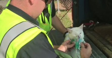 St Louis Firefighters Rescue Cats From House Fire