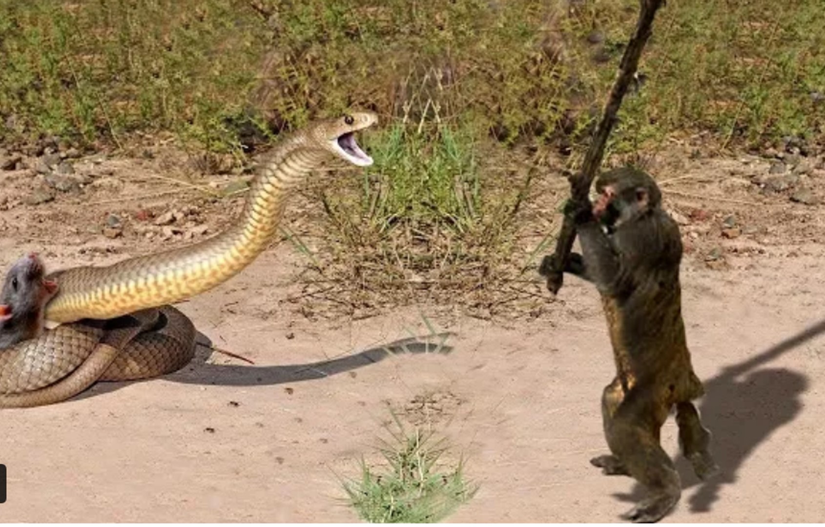 4 Lions Vs 100 Baboon, Monkey Save Mouse From Giant Snake, Dog Vs Crocodile  Vs H_HIGH - video Dailymotion