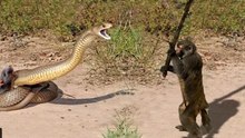 4 Lions Vs 100 Baboon, Monkey Save Mouse From Giant Snake, Dog Vs Crocodile Vs H_HIGH