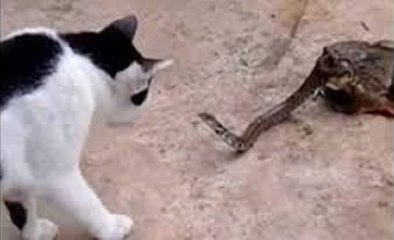 Gatos Atacando Cobras - Parte II