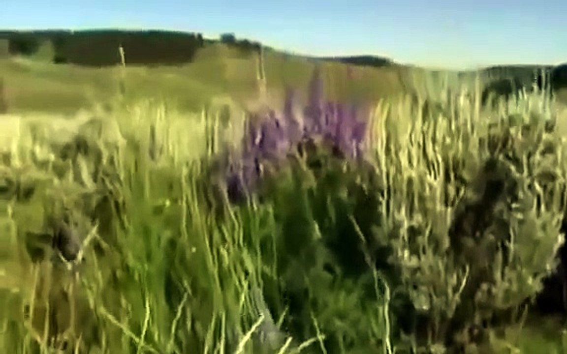 Grizzly Bears, Fighting Wolves In The Wild [Nature/Wildlife Documentary]