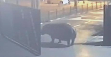Hippo Walks Out of Israeli Safari, Then Walks Back In