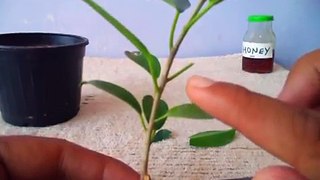 How to Make Rooting Hormone At Home || 3 Ways to Make Natural Rooting Hormone -October 2016