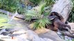 Adorable Overload! Santa Barbara Zoo Celebrates Birth Of Otter Pups
